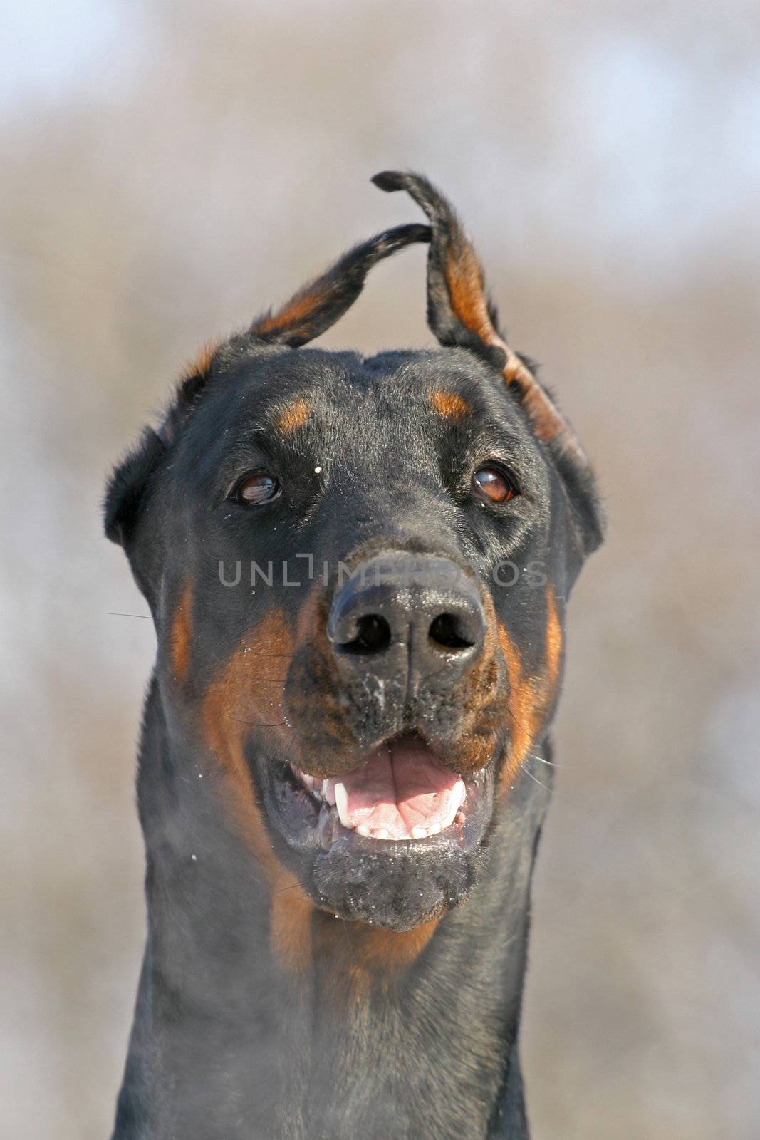 Dobermann face