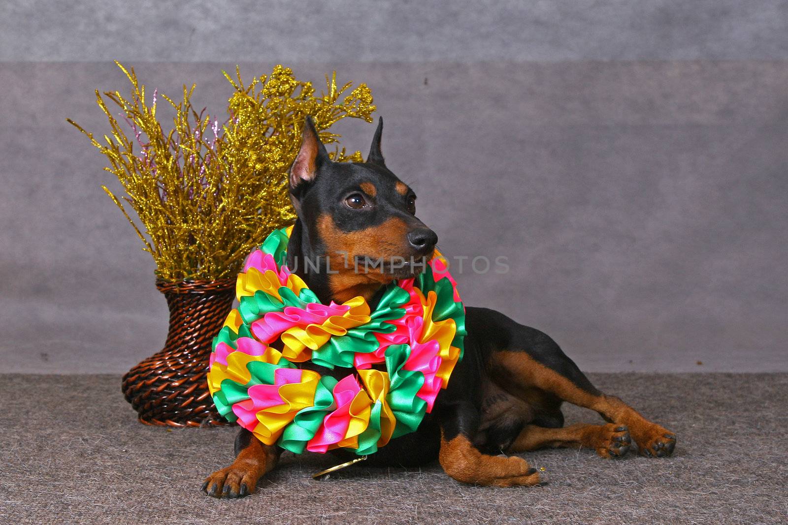 A miniature pinscher dog whith ribbon