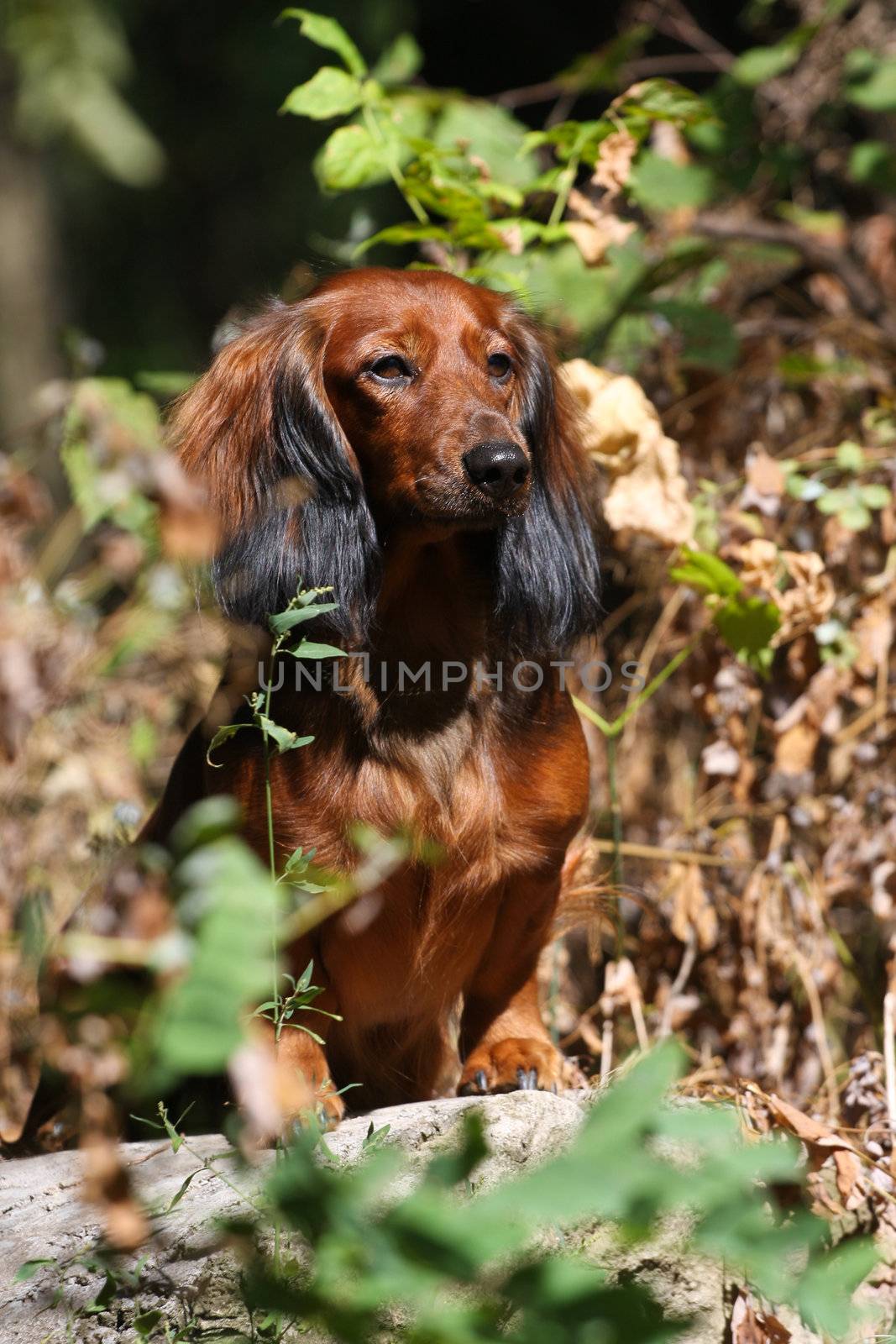 Dachshund dog staying on stone plate  in bushes