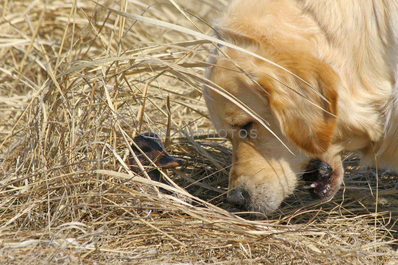 Labrador and duck, outdoor photography