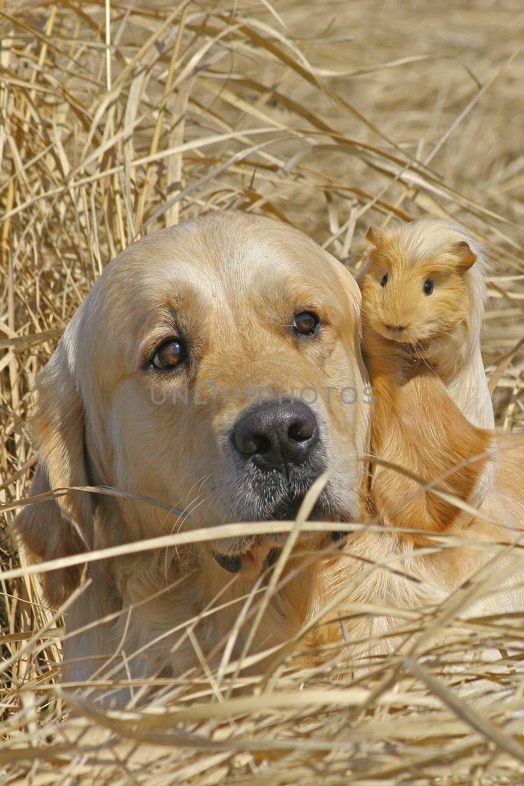 Labrador and Guinea-pig sitting together