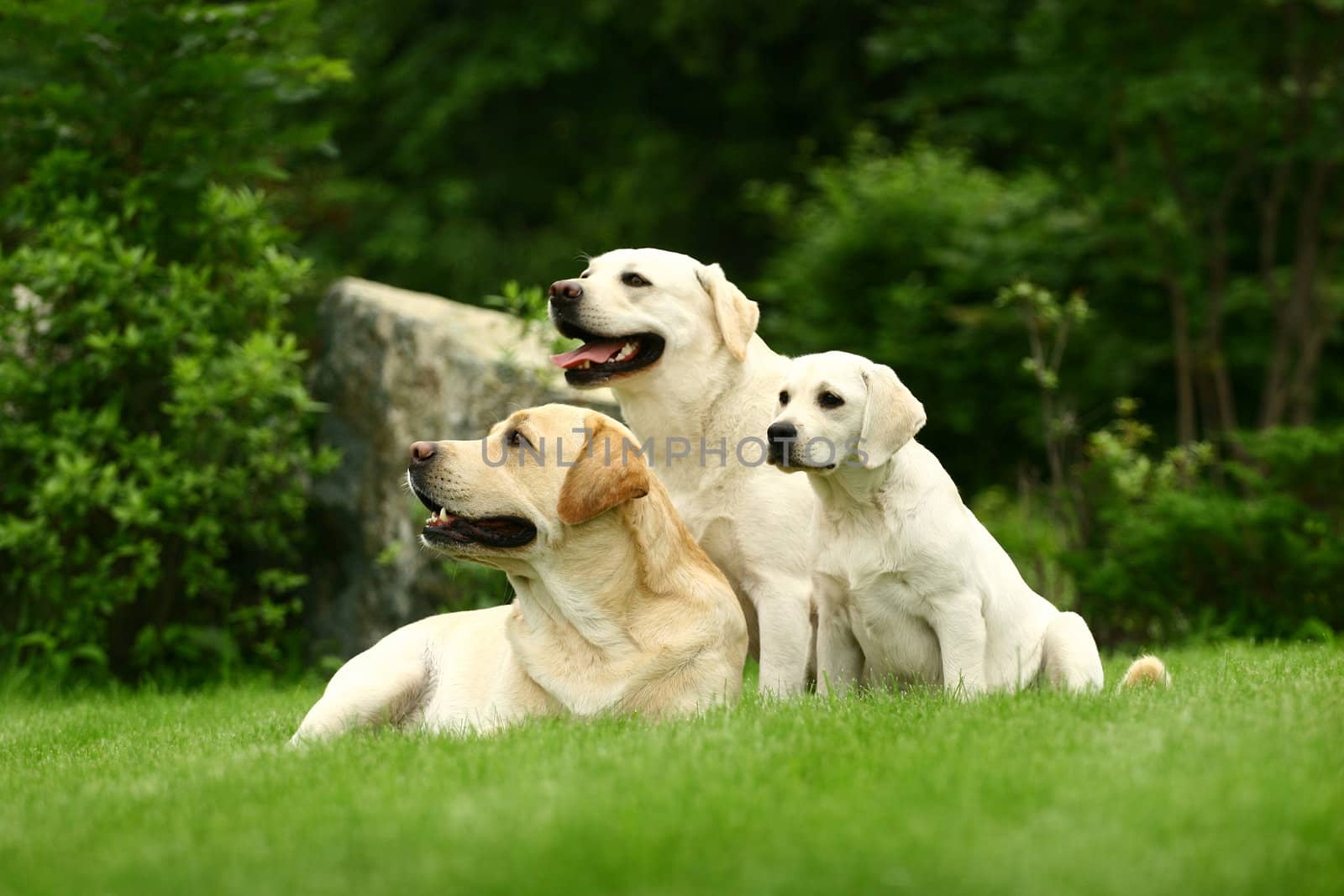 Three white dogs of a miscellaneous age pose on a lawn in park