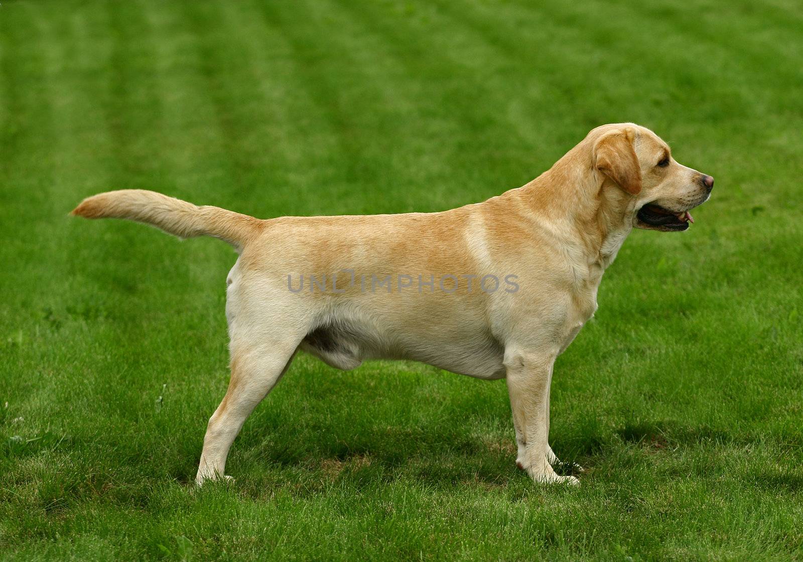 The white dog costs sideways on a lawn