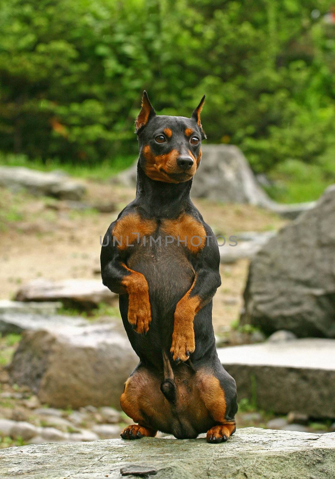 Dog sitting on hinder legs on a stone