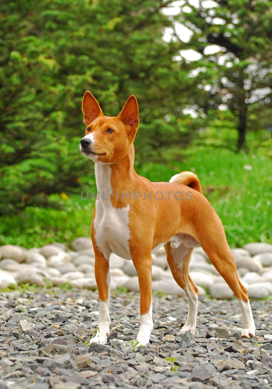 The red Basenji dog