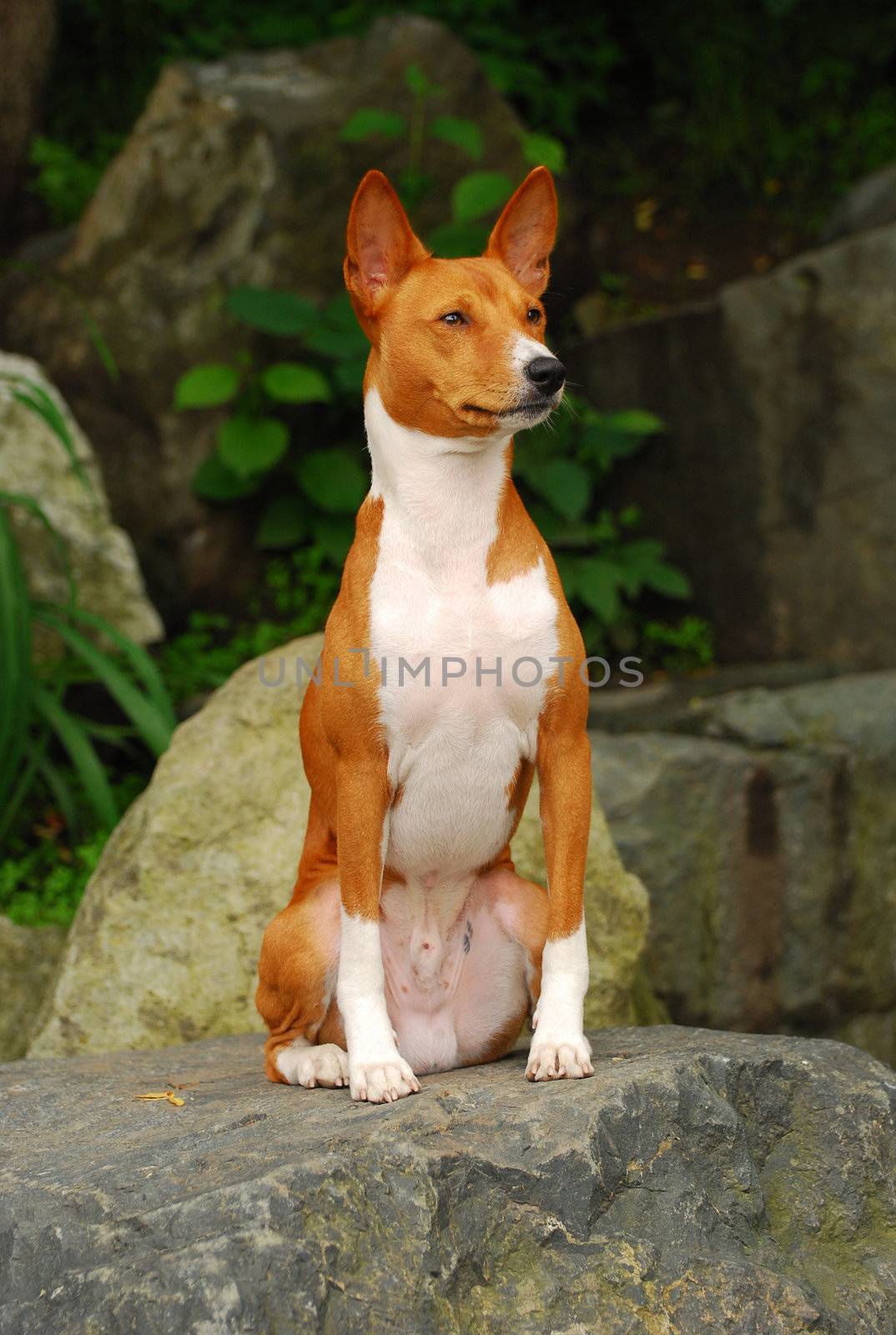 The Basenji is a breed of hunting dog that was bred from stock originating in central Africa. Most of the major kennel clubs in the English-speaking world place the breed in the Hound Group; more specifically, it may be classified as belonging to the sighthound type. The Federation Cynologique Internationale places the breed in Group 5, Spitz and Primitive types, and the United Kennel Club (US) places the breed in the Sighthound & Pariah Group.

The Basenji produces an unusual yodel-like sound, due to its unusually shaped larynx. This trait also gives the Basenji the nickname "Barkless Dog." In behavior and temperament they have some traits in common with cats.