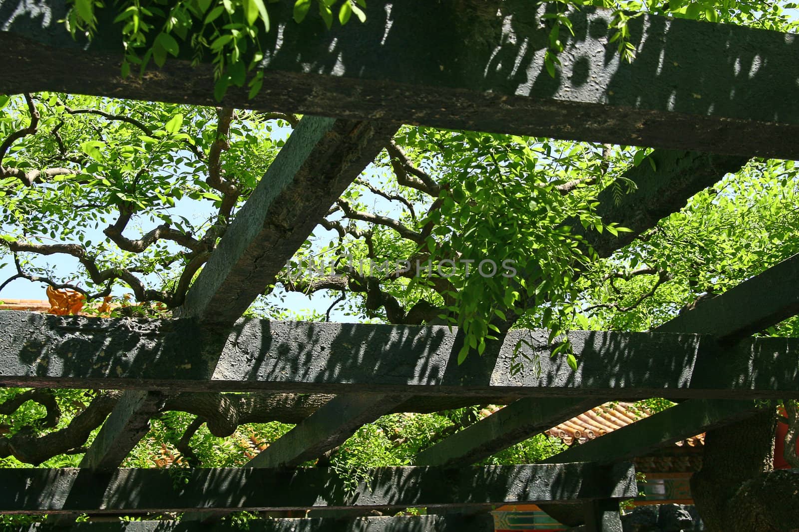 Roof in Chinas garden