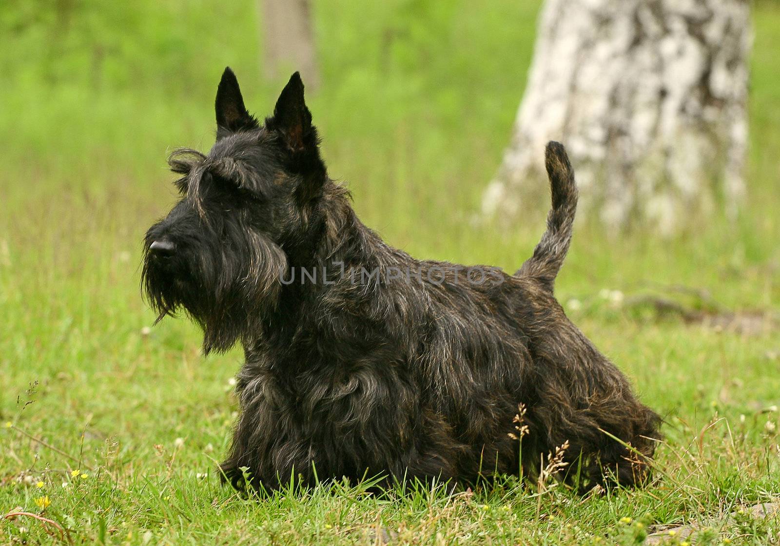 The Scottish Terrier (also known as the Aberdeen Terrier), popularly called the Scottie, is a breed of dog best known for its distinctive profile and typical terrier personality.