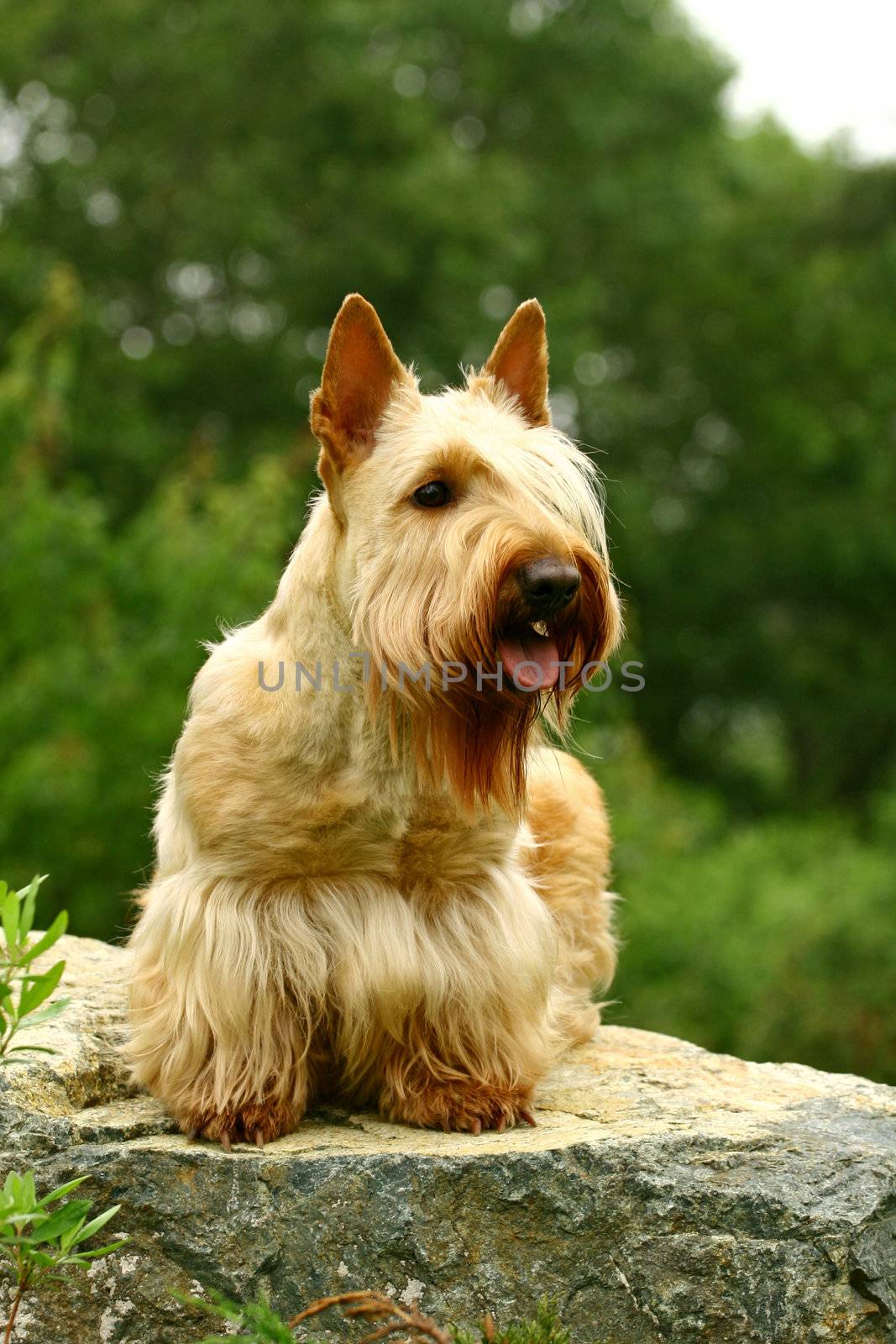 Scottish terrier dog sitting on a stone.