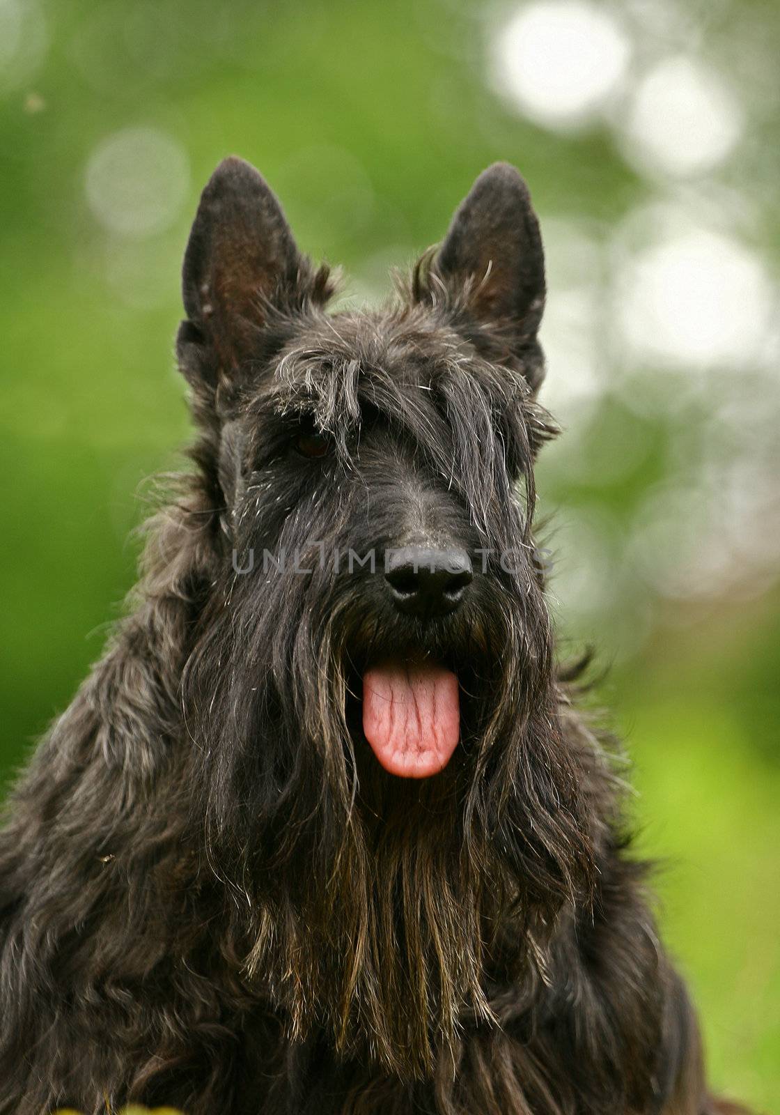 The Scottish Terrier (also known as the Aberdeen Terrier), popularly called the Scottie, is a breed of dog best known for its distinctive profile and typical terrier personality.