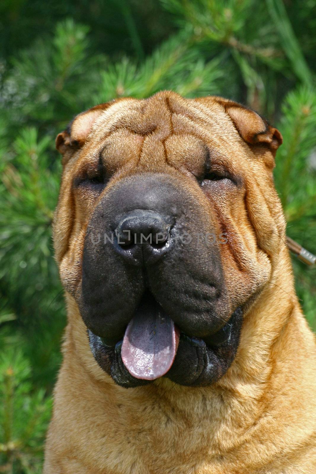 Portrait of a dog of breed the Chinese shar-pei