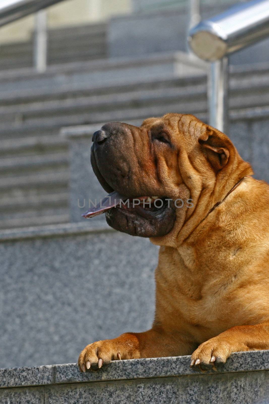 Dog of breed the Chinese shar-pei lying on a marble ladder