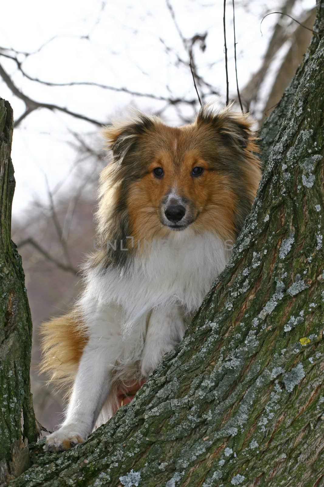 The bright small doggie sitting in a tree fork