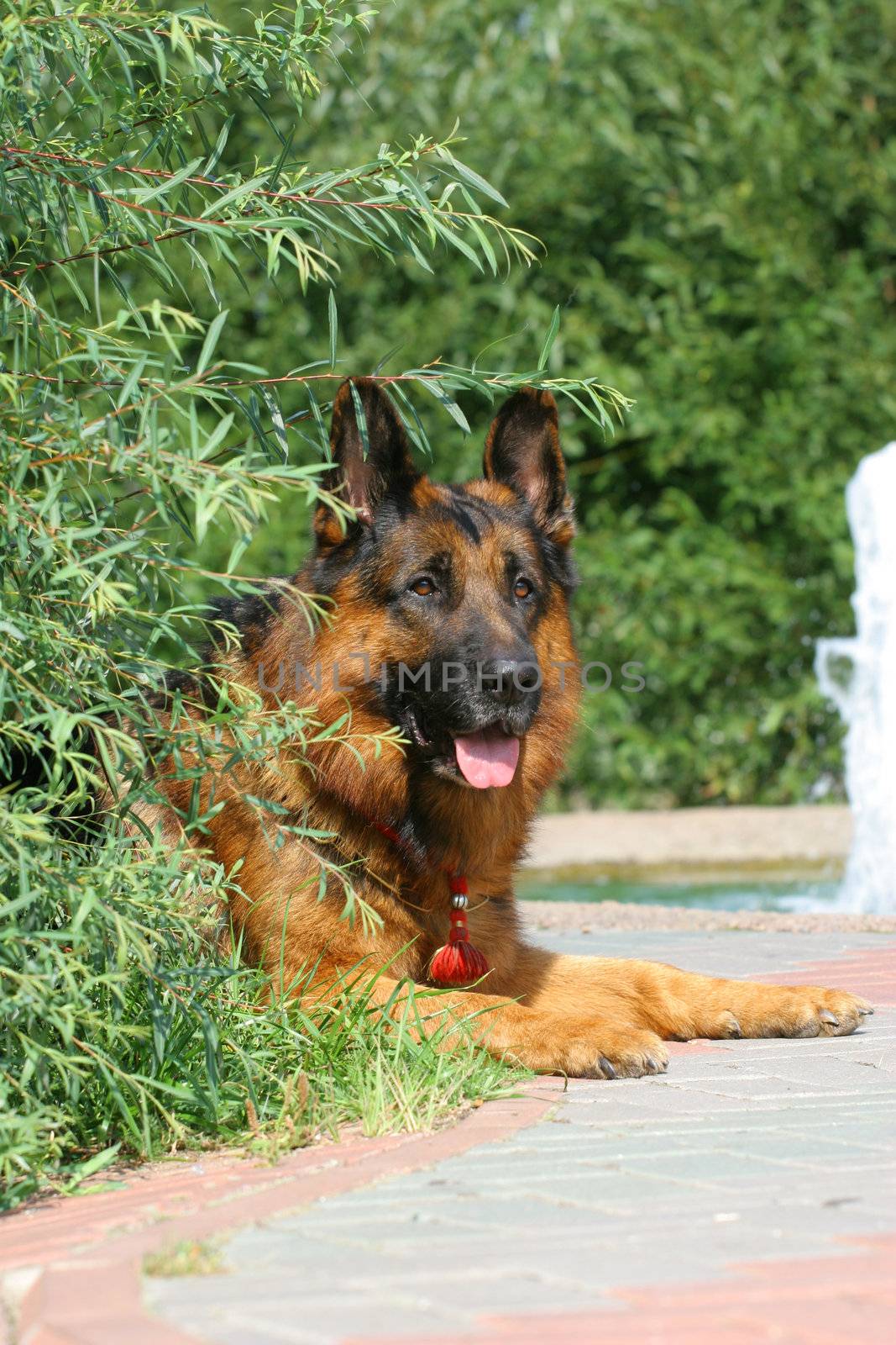 The German Shepherd Dog (GSD, also known as an Alsatian), (German: Deutscher Schaferhund) is a breed of large-sized dog that originated in Germany. German Shepherds are a relatively new breed of dog, whose origins date to 1899. As part of the Herding group, the German Shepherd is a working dog developed originally for herding sheep. Because of their strength, intelligence and abilities in obedience training they are often employed in police and military roles, in forces around the world. Due to their loyal and protective nature, the German Shepherd is one of the most registered of breeds