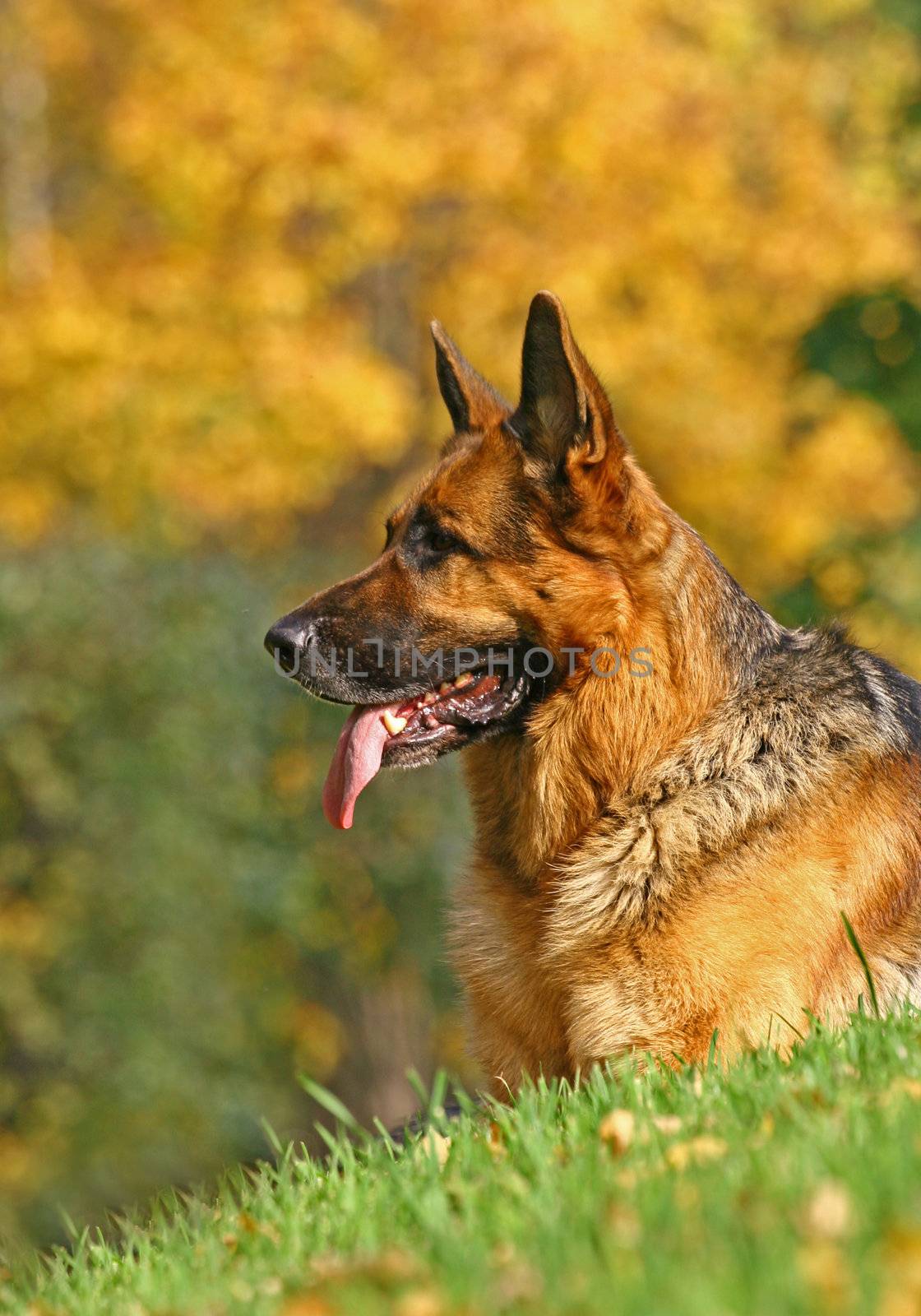 Portrait of a German shepherd. Bright autumn day
