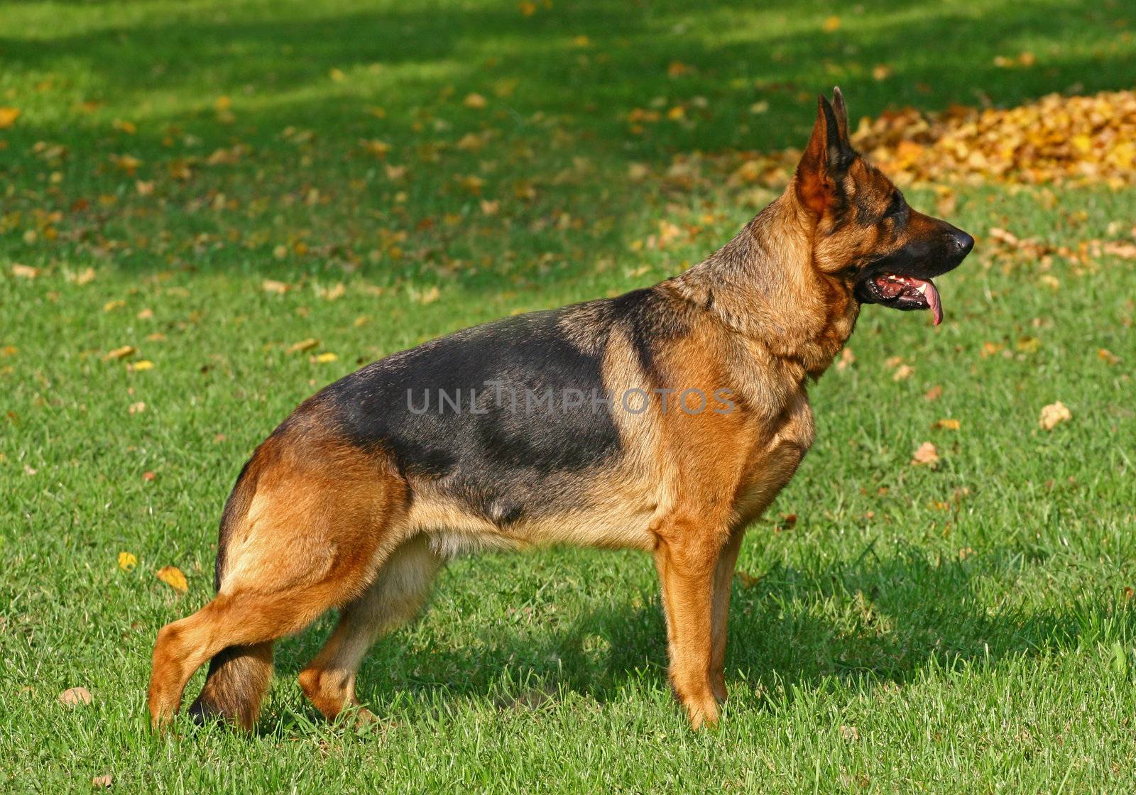 German shepherd dog standing on a bright autumn day