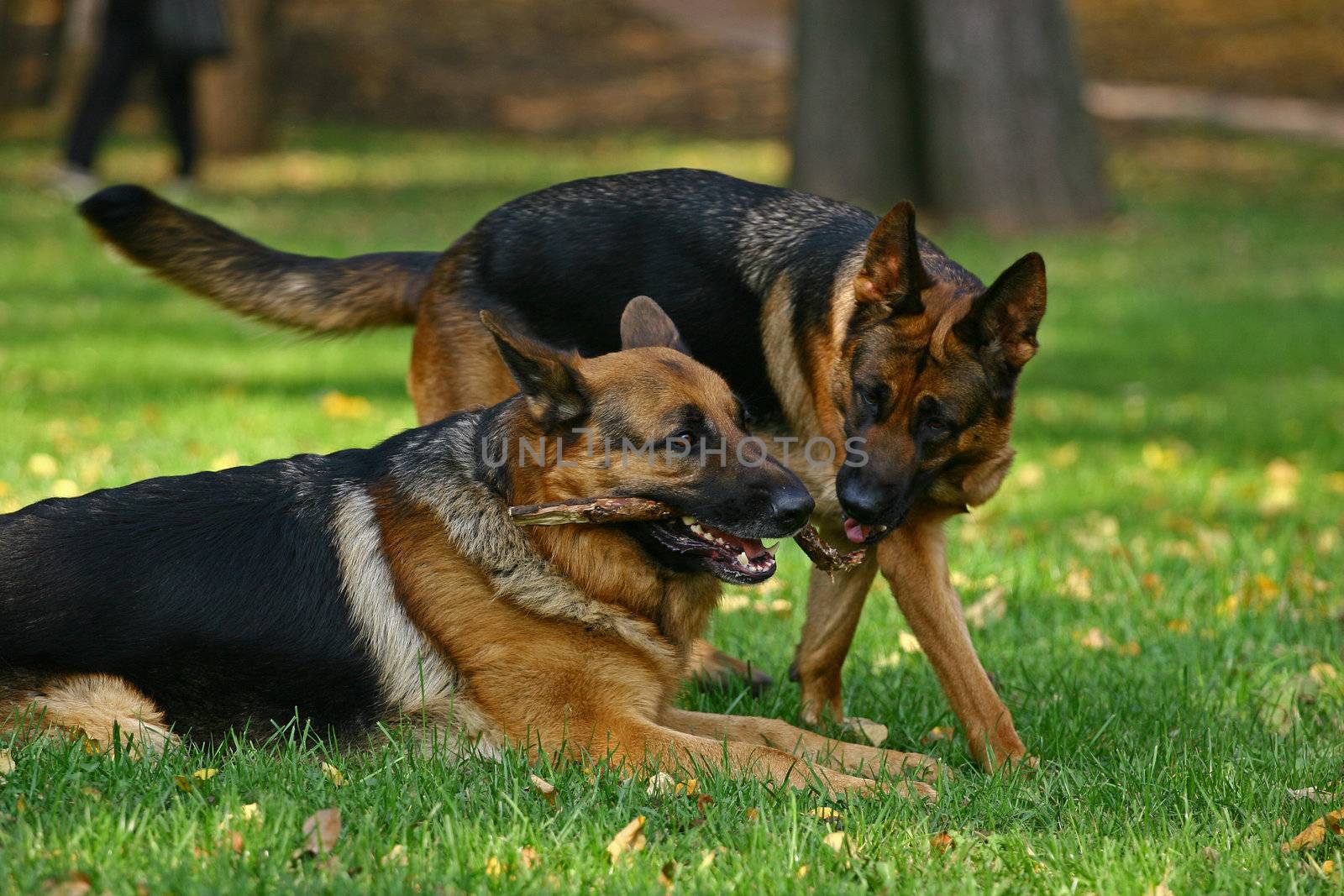 Two German shepherds draw a stick on a bright glade in the autumn