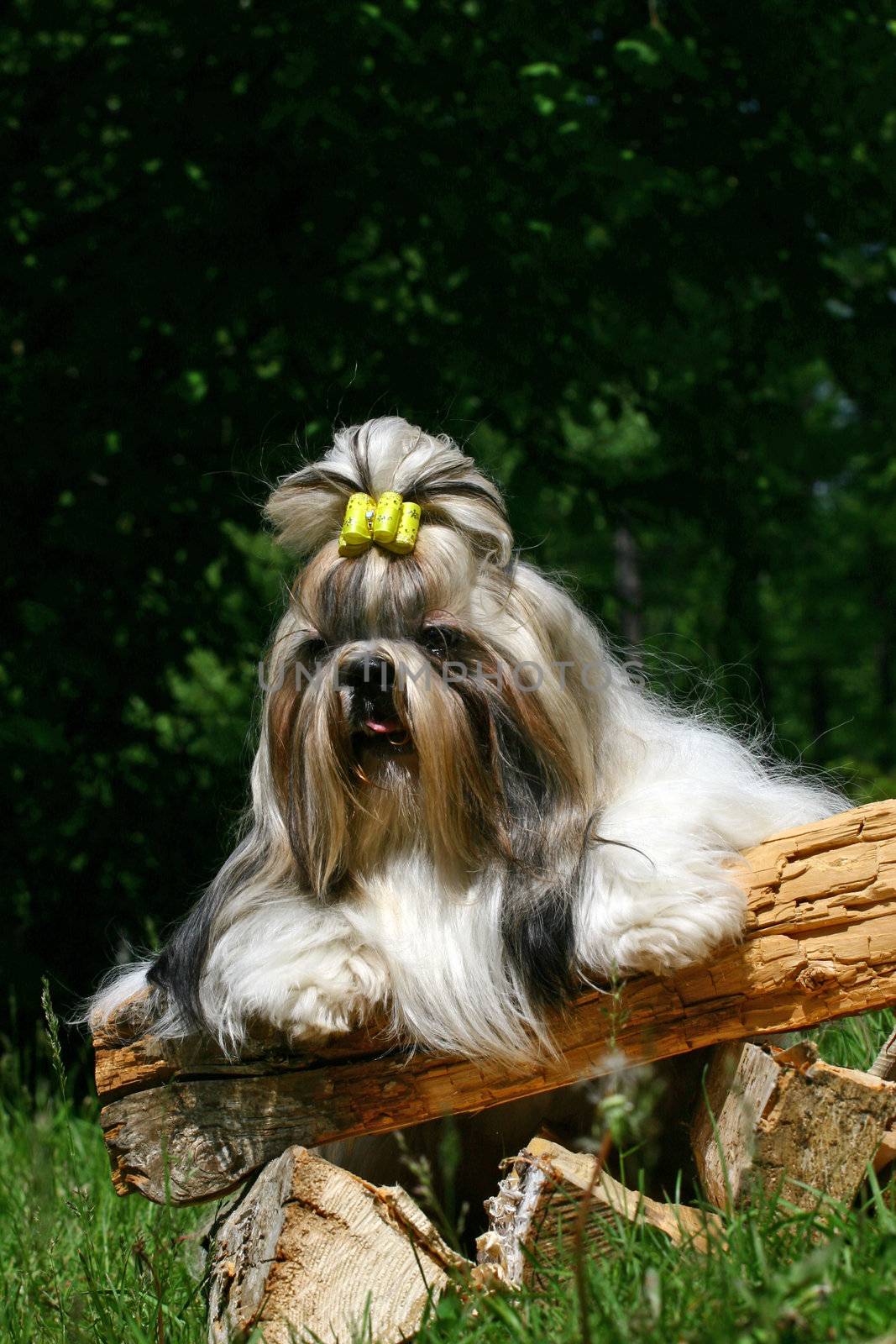 The Shih Tzu  is a breed of small companion dog of very ancient type, with long silky fur. The breed originated in China, possibly by way of Tibet. The name is both singular and plural.