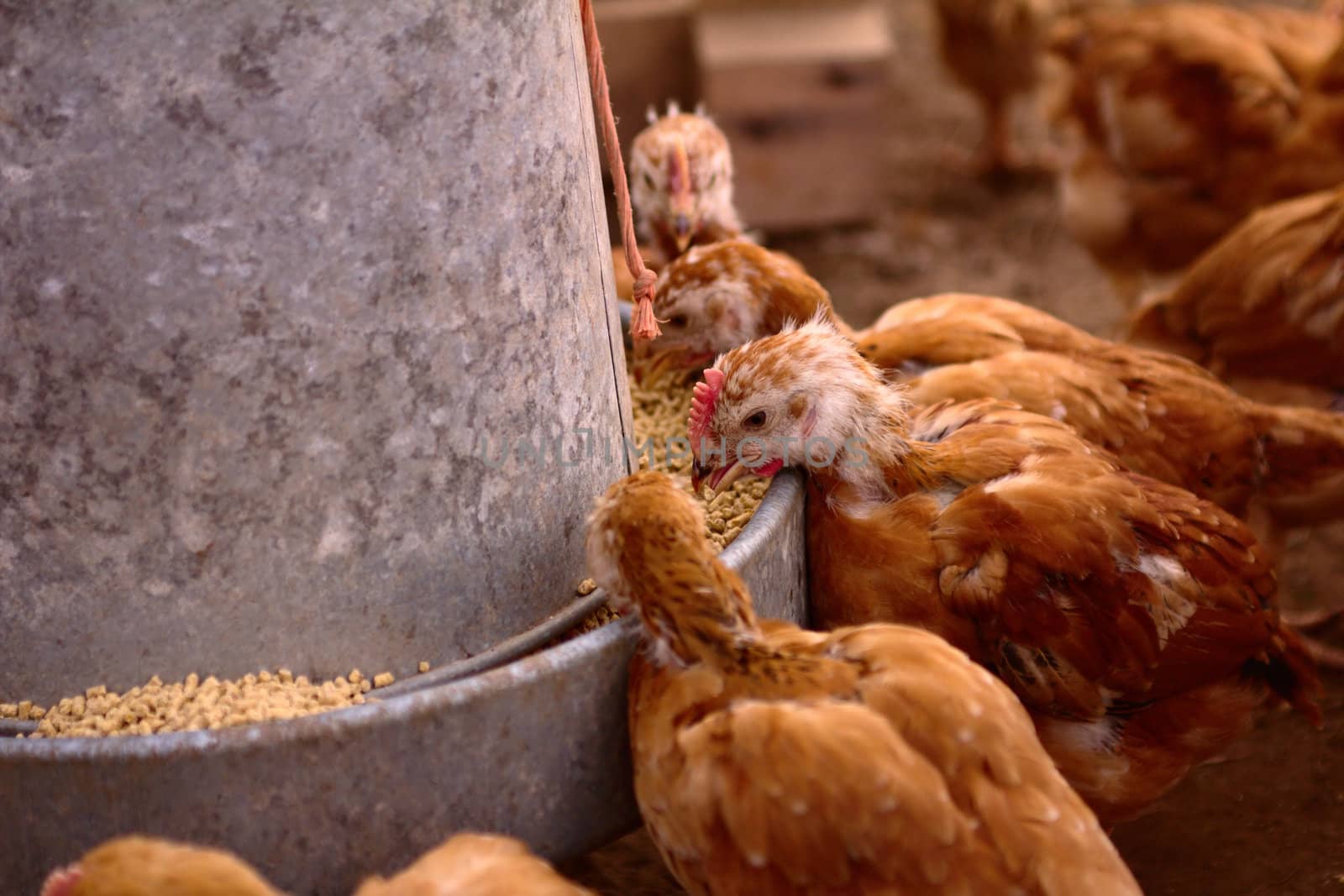 Organic grown chickens eating