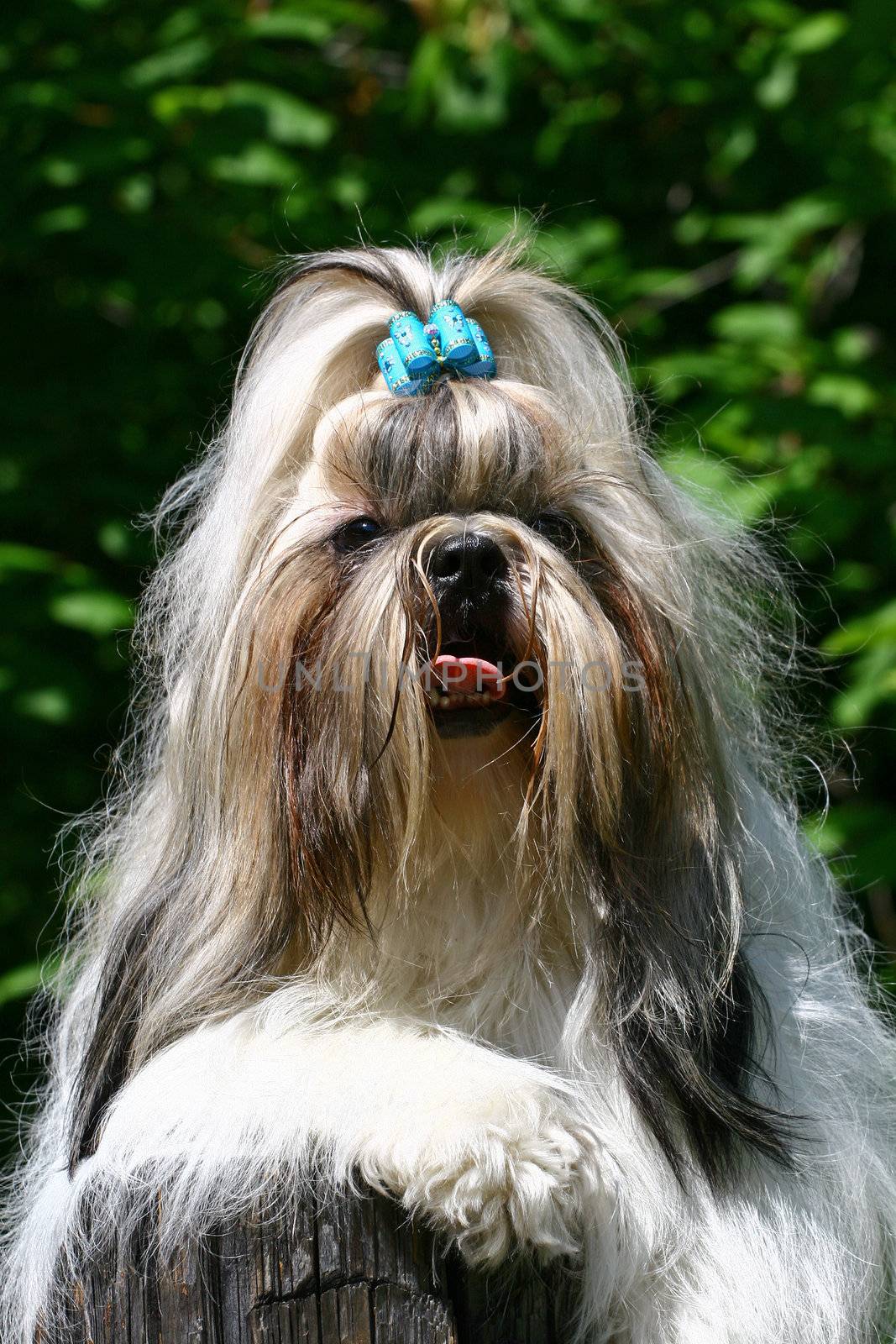 The small doggie with a bow lies on a log having lowered pads