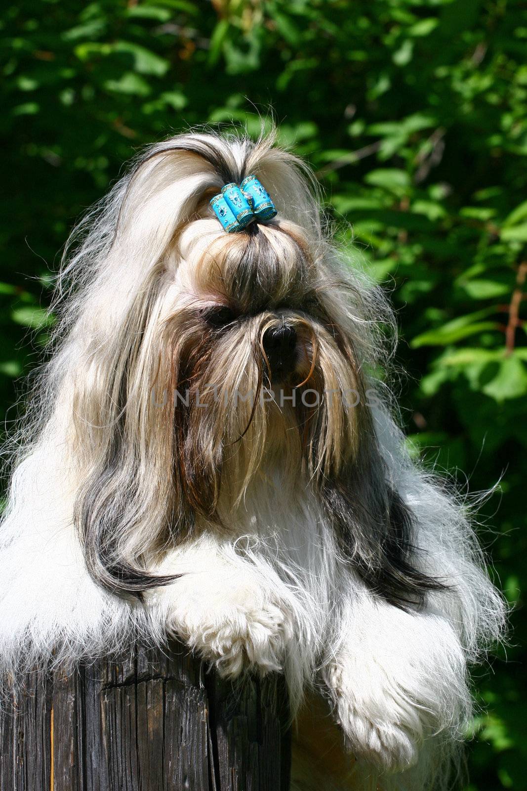 The Shih Tzu by gsdonlin