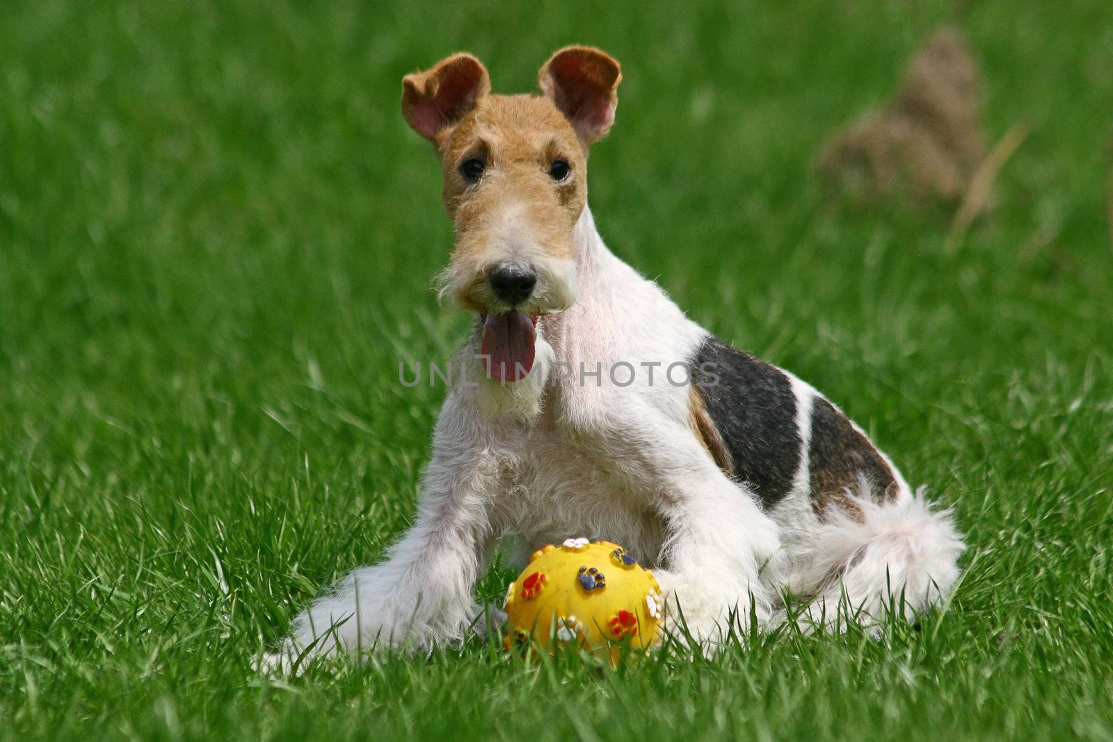 Wired Fox Terrier and a ball by gsdonlin