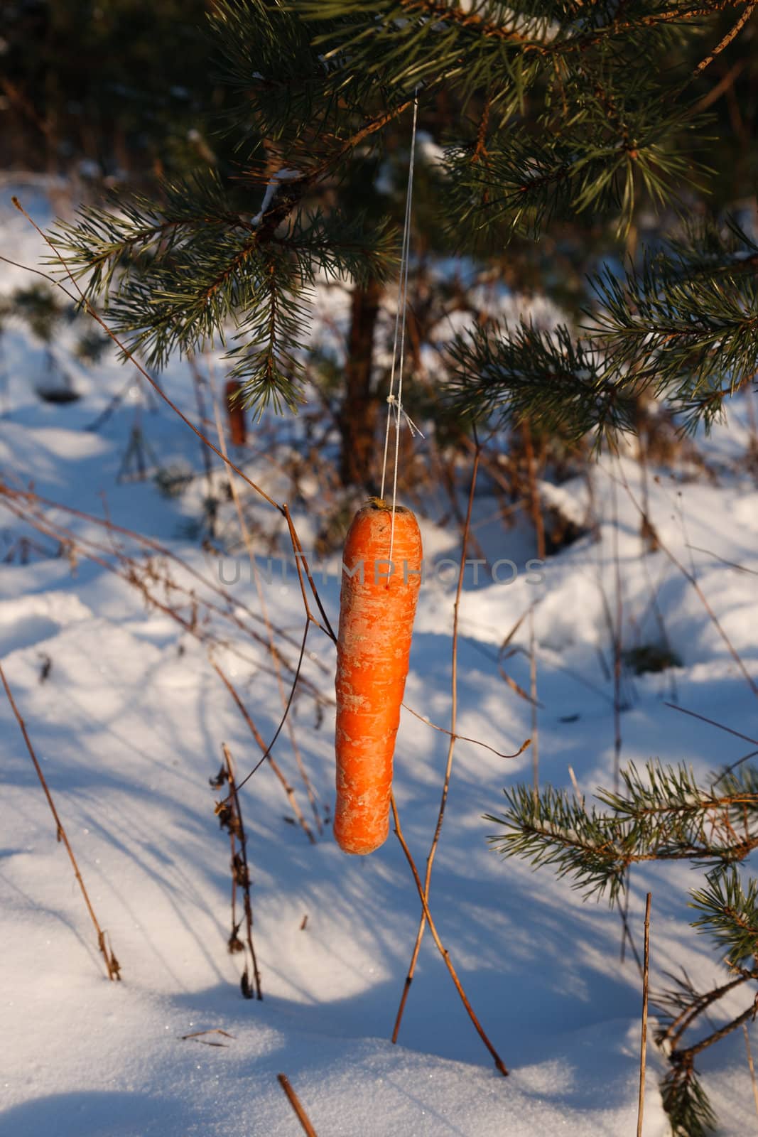 carrot on the tree.feed for wild animals in a winter forest.