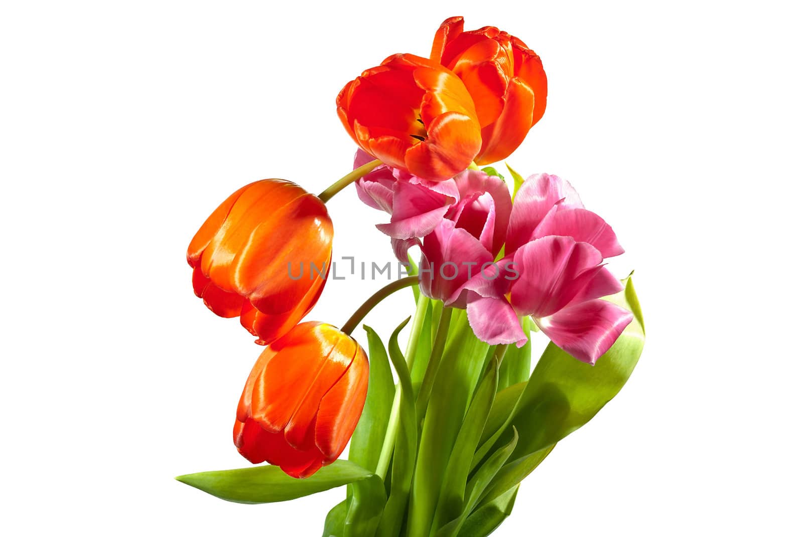 Beautiful spring bouquet of tulips isolated on white background.