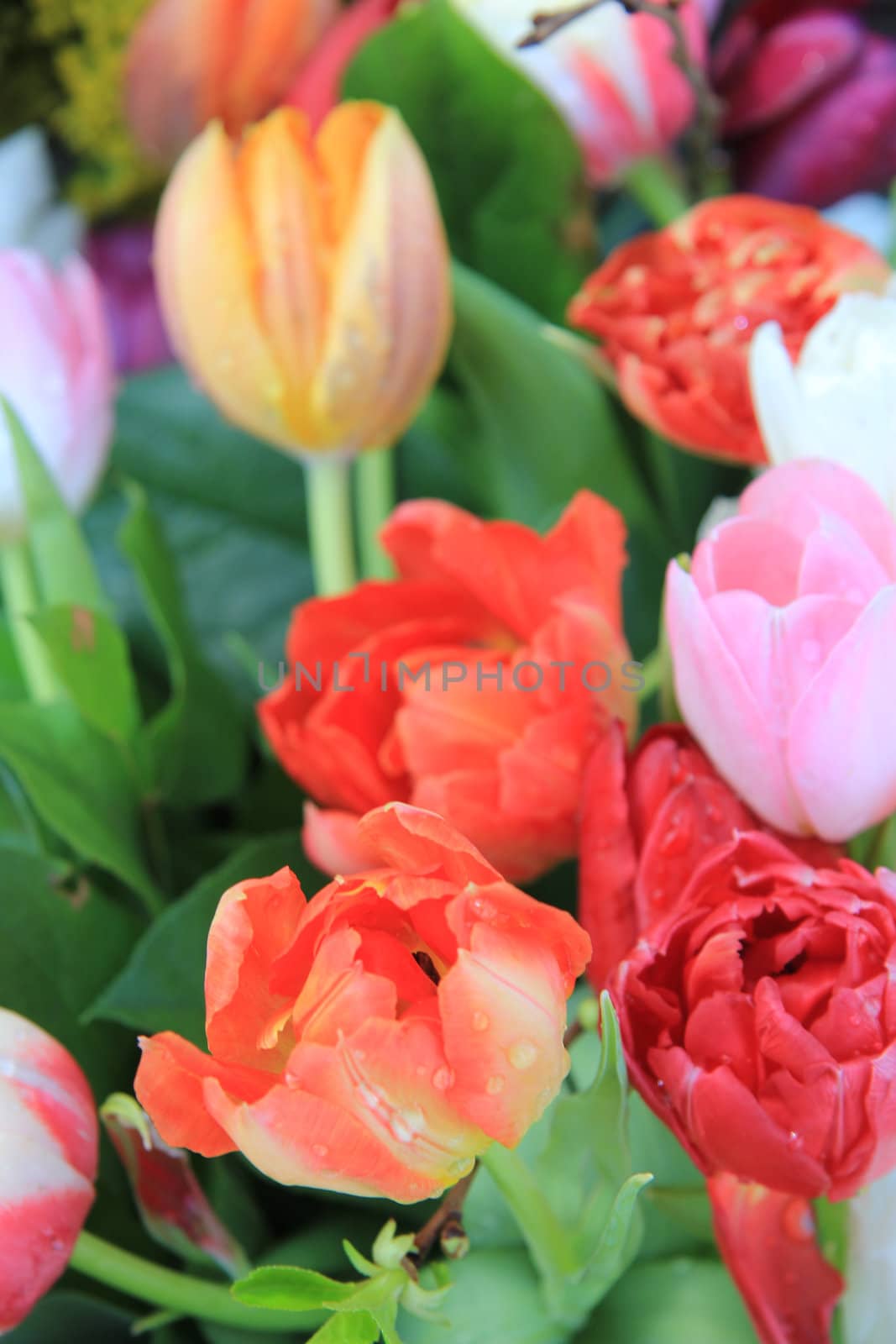 Colorful spring bouquet with tulips in various bright colors