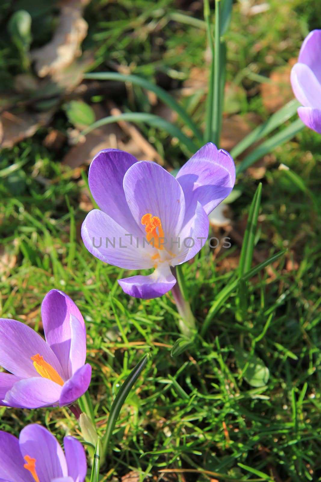 A couple of crocuses in the early spring sun