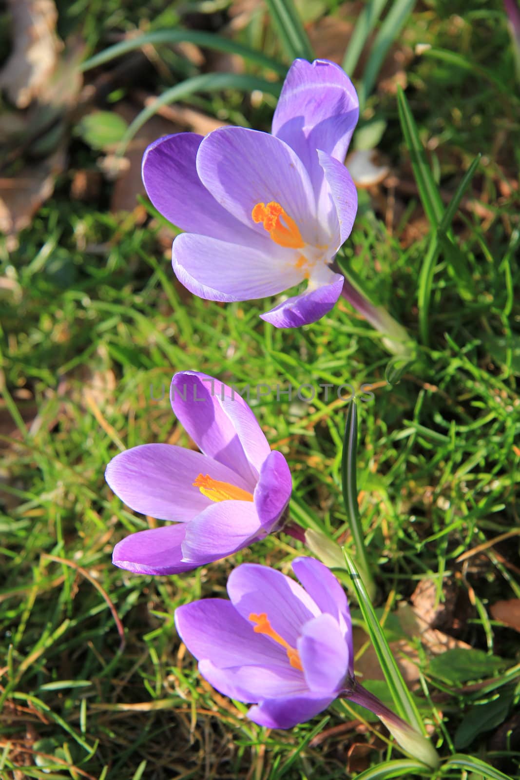 A couple of crocuses in the early spring sun