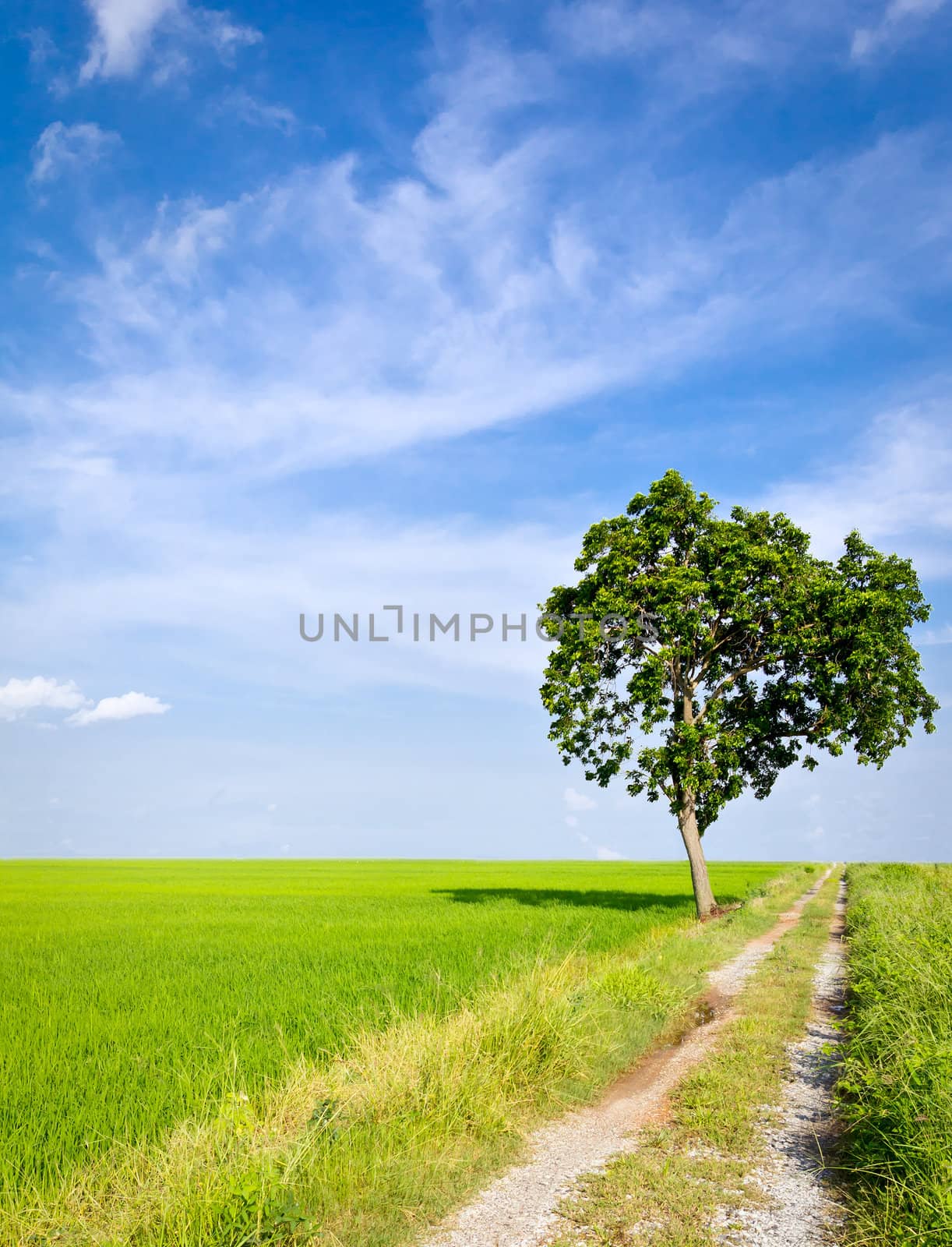 clay road in paddy field by tungphoto