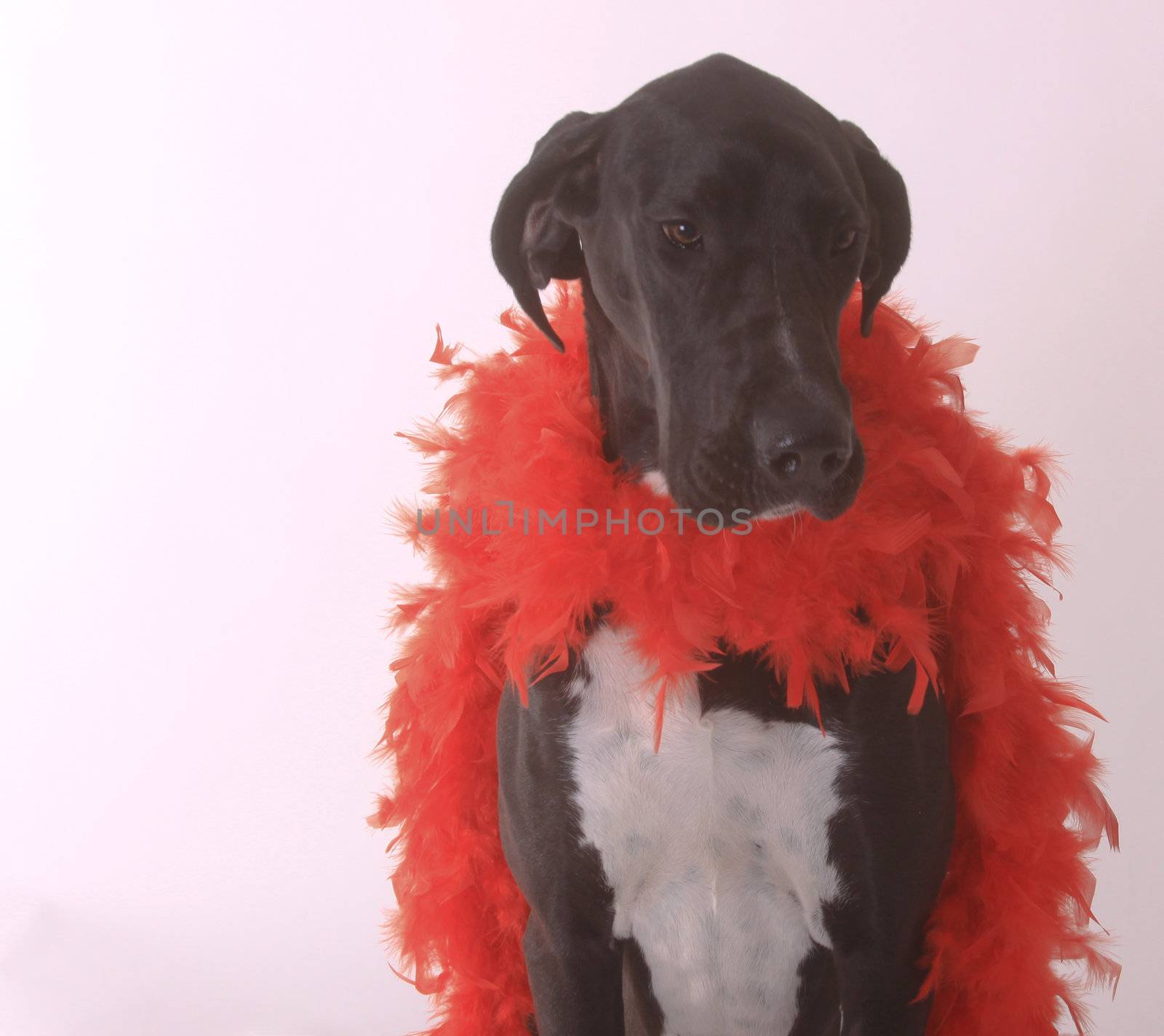 Black Great Dane wearing a red boa.