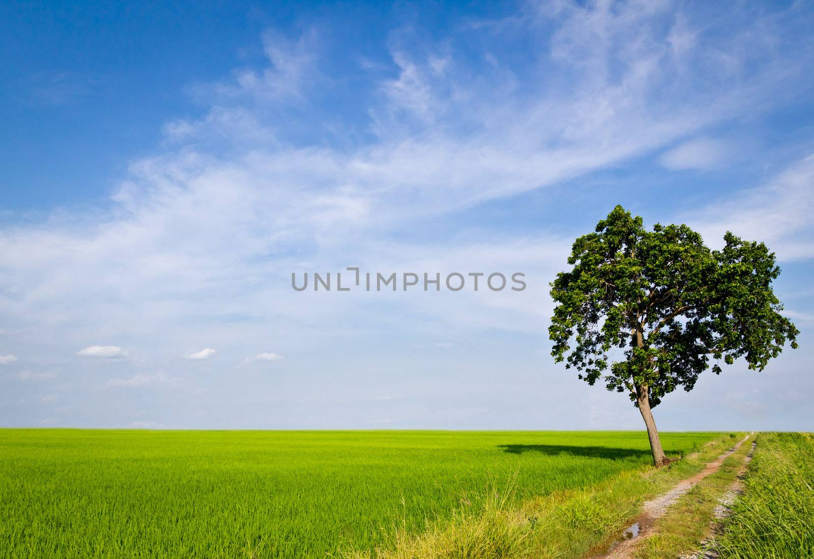 tree in paddy field