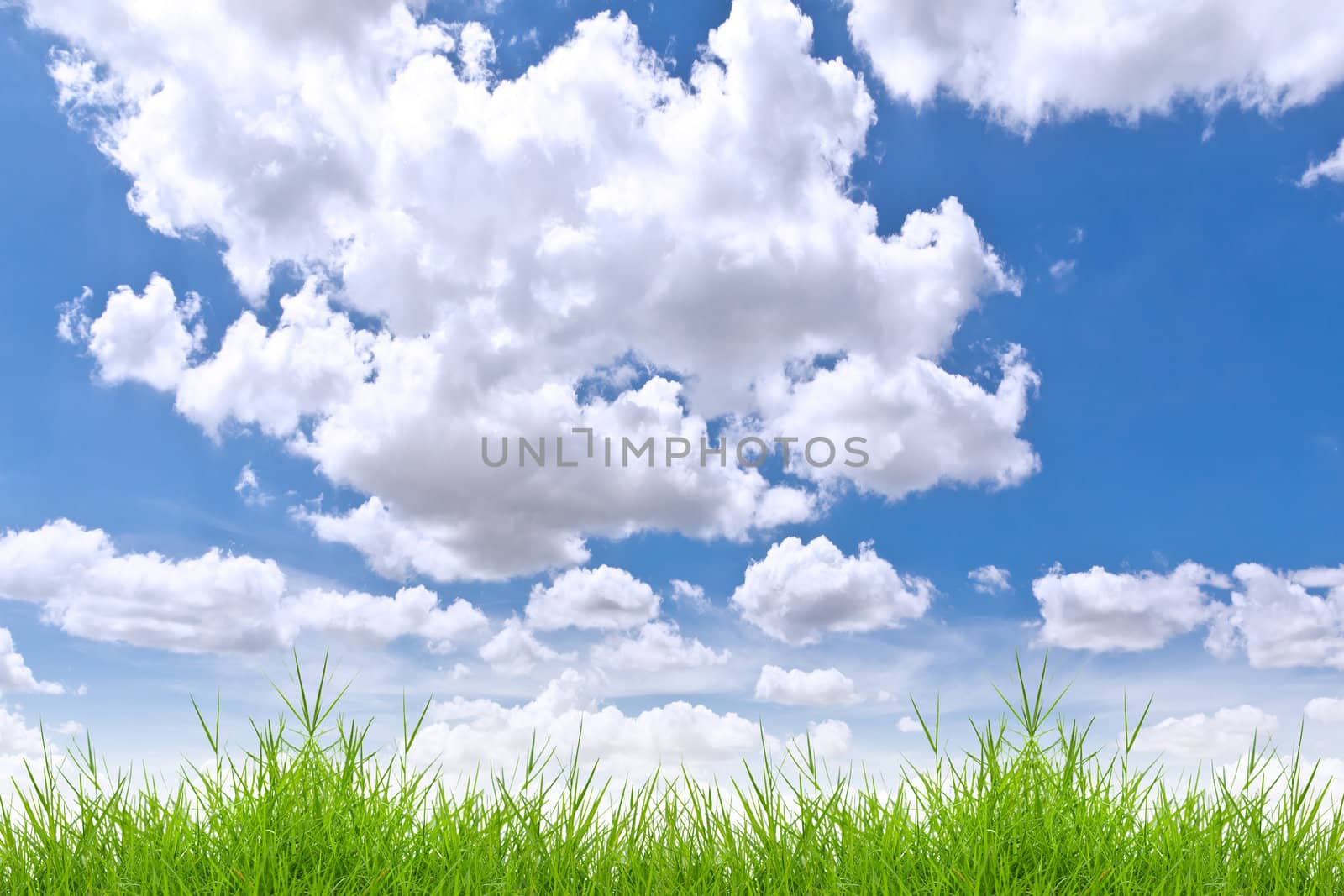 fresh spring green grass against blue sky by tungphoto