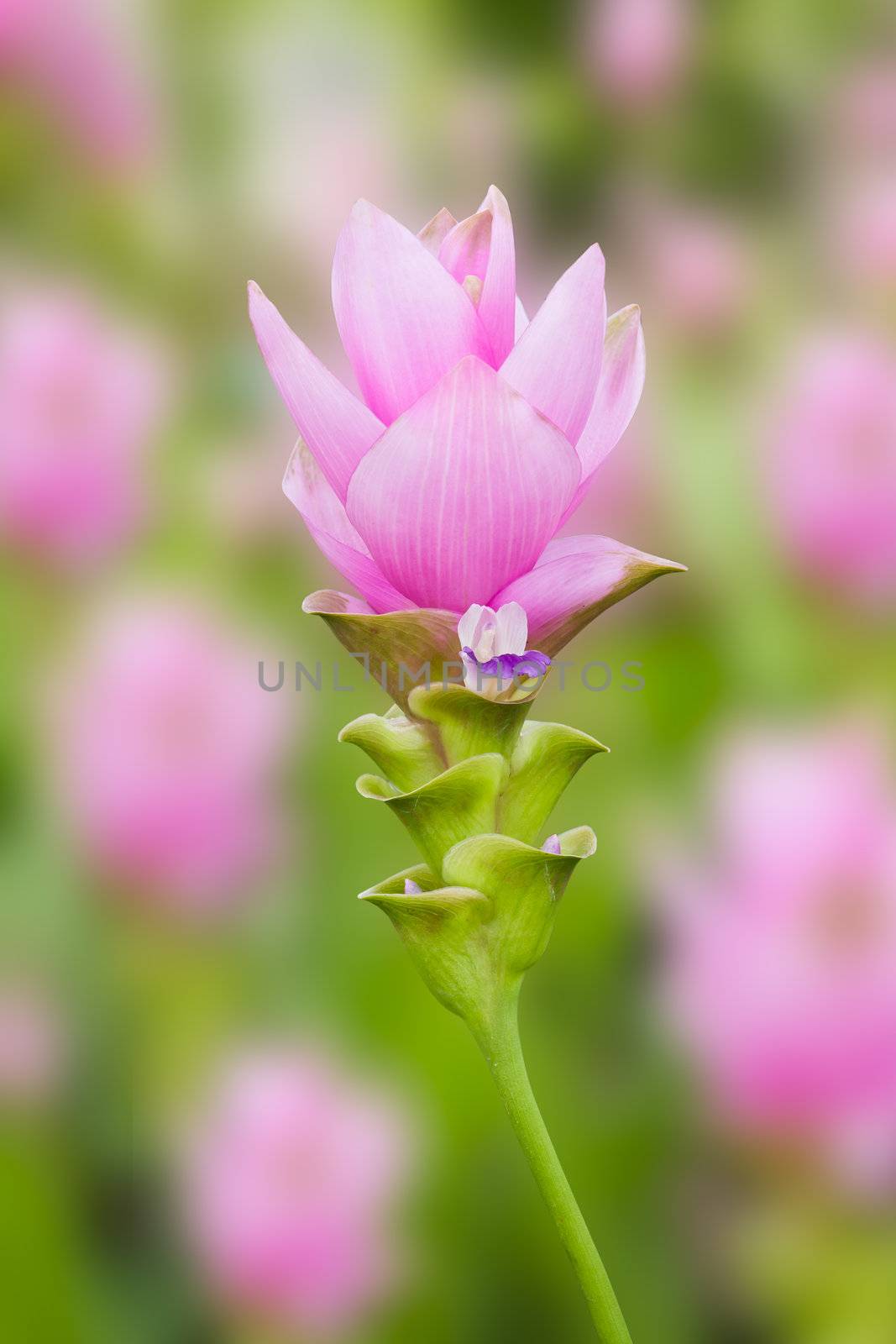 siam tulip flower by tungphoto
