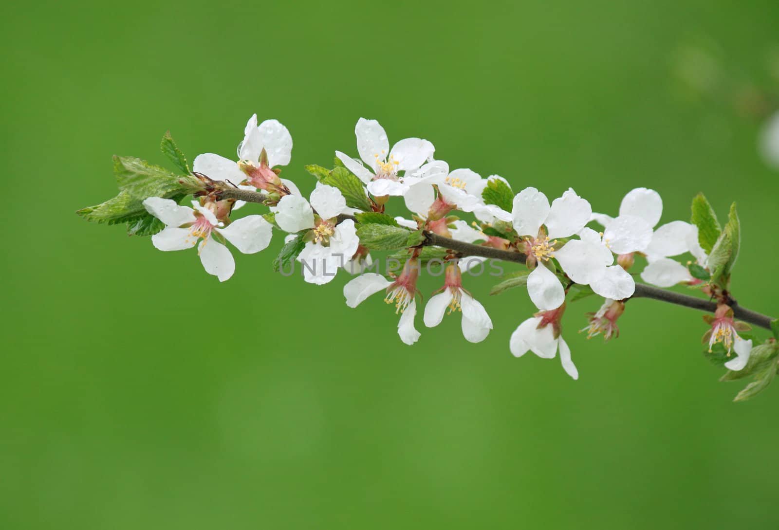 close up of blossoming branch of bush
