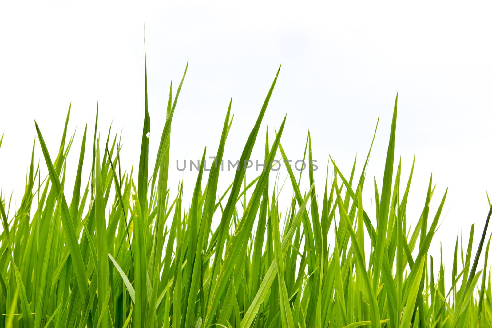 fresh spring green grass Isolated on white background