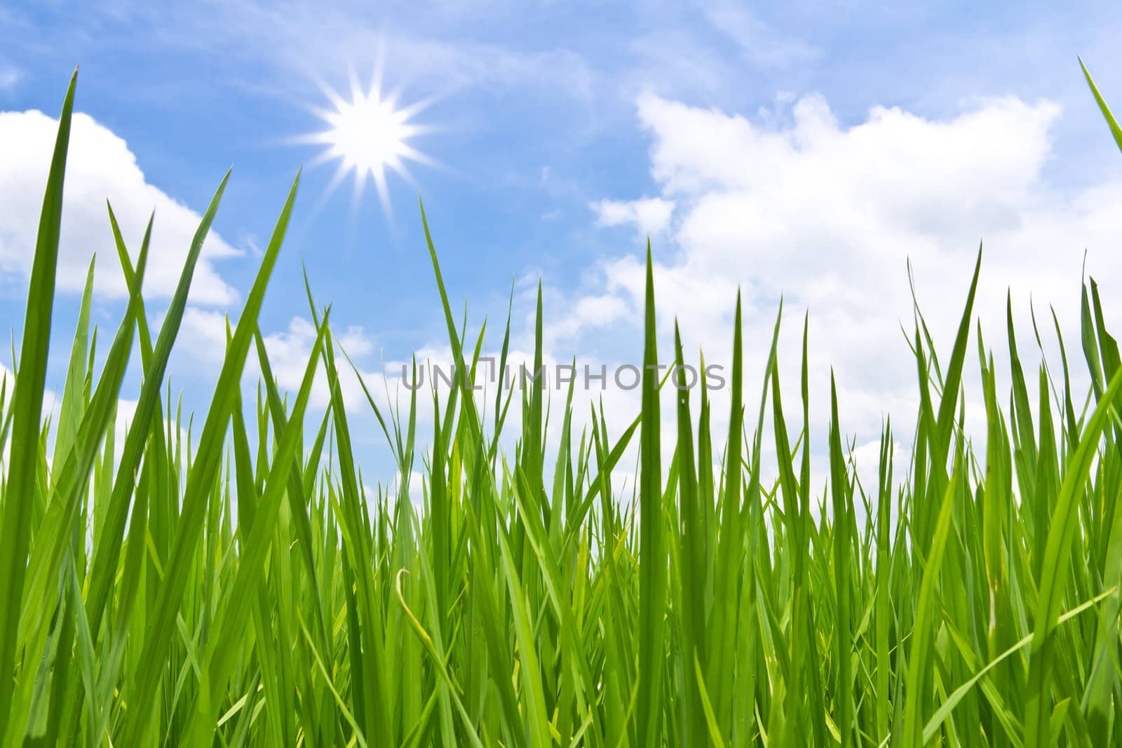 green grass and sun in blue sky