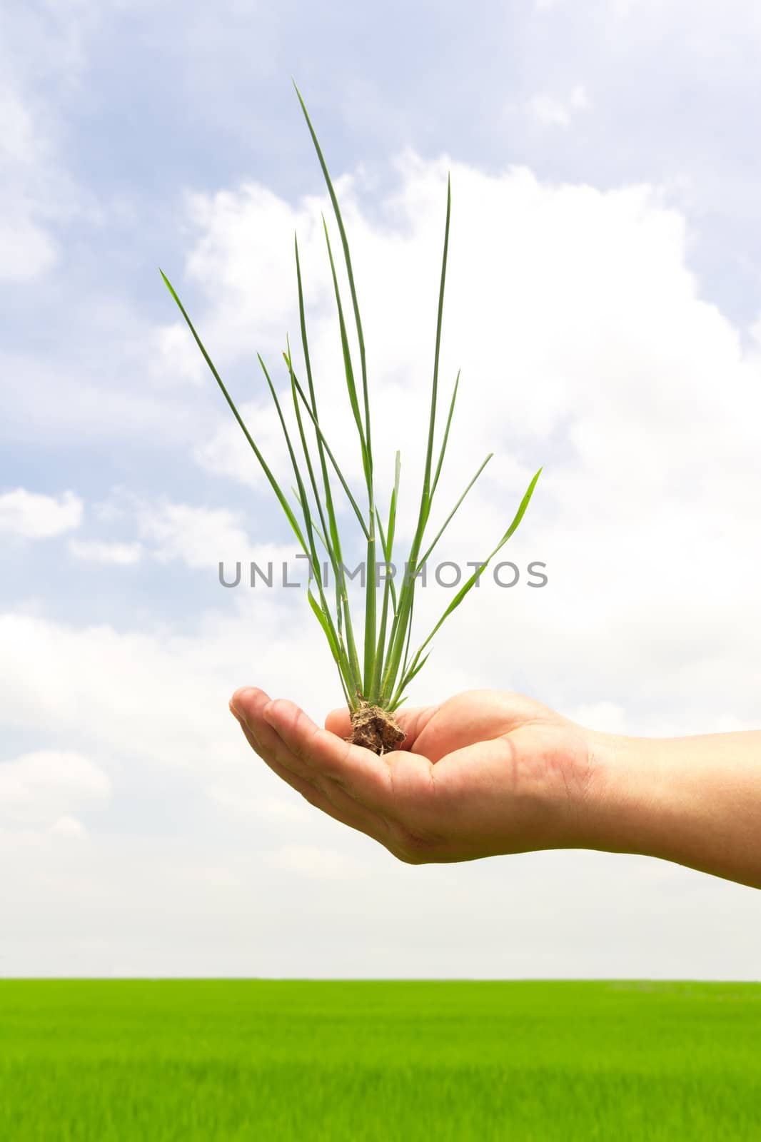 green grass in hand on paddy field