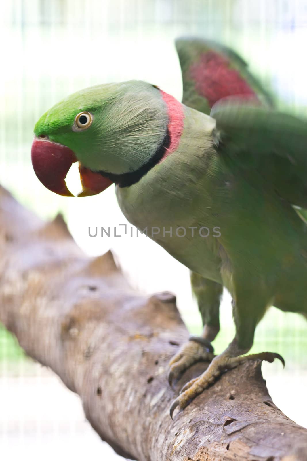 ring necked parrot by tungphoto