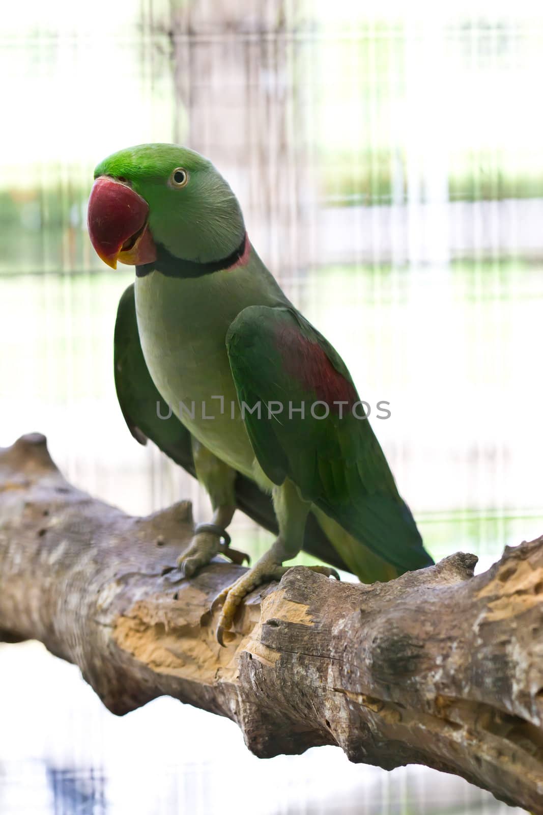 ring necked parrot by tungphoto