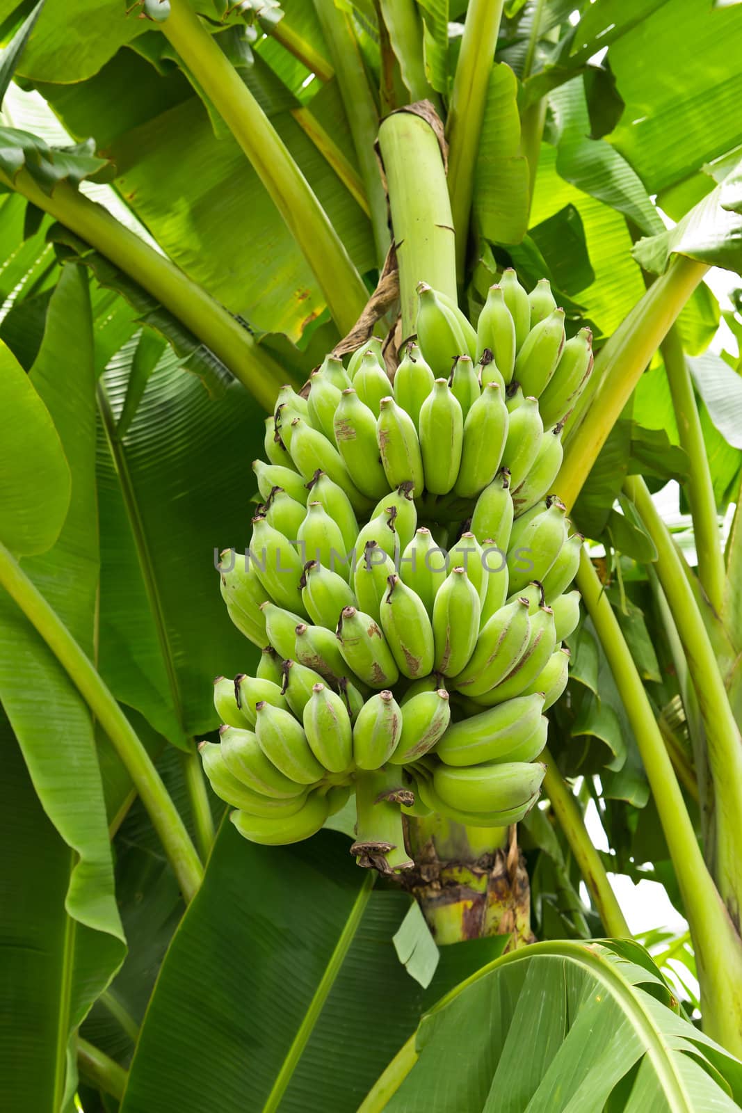 green young banana by tungphoto