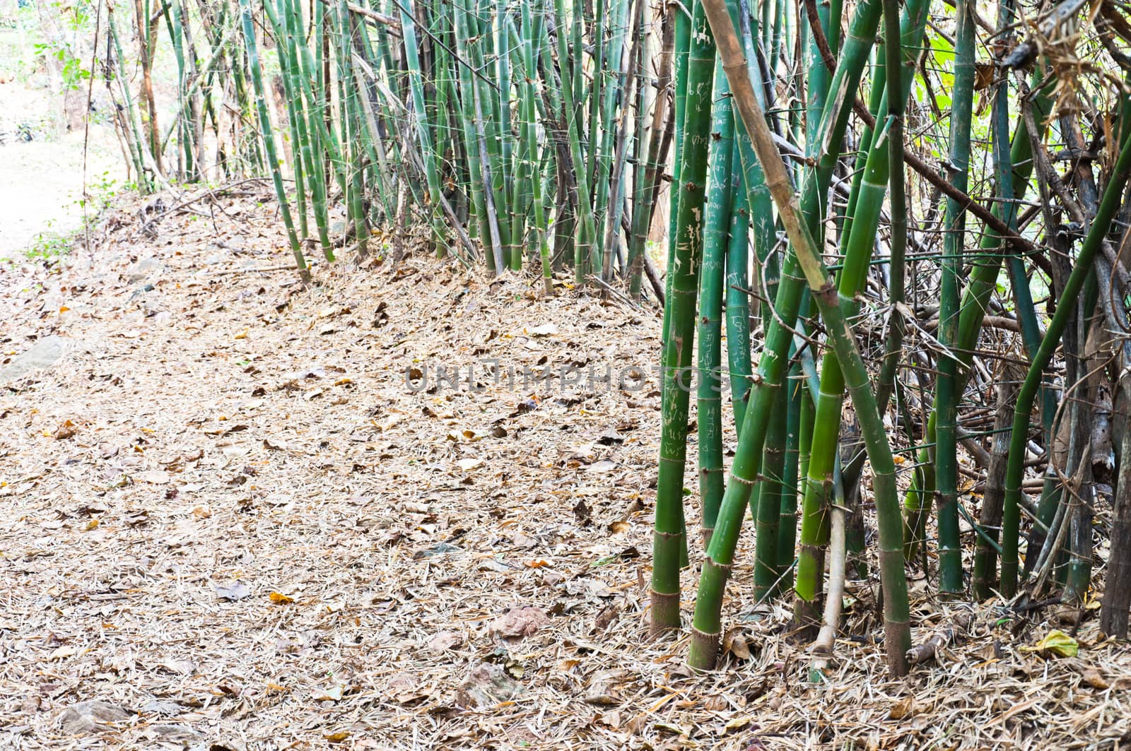 Bamboo on the road