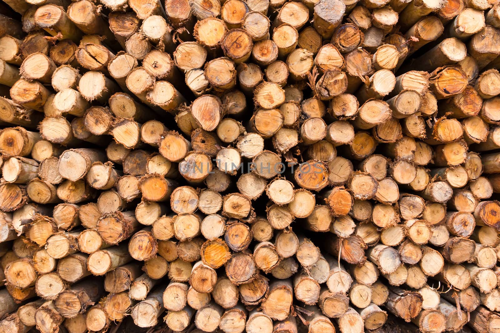 stack of tree stump by tungphoto