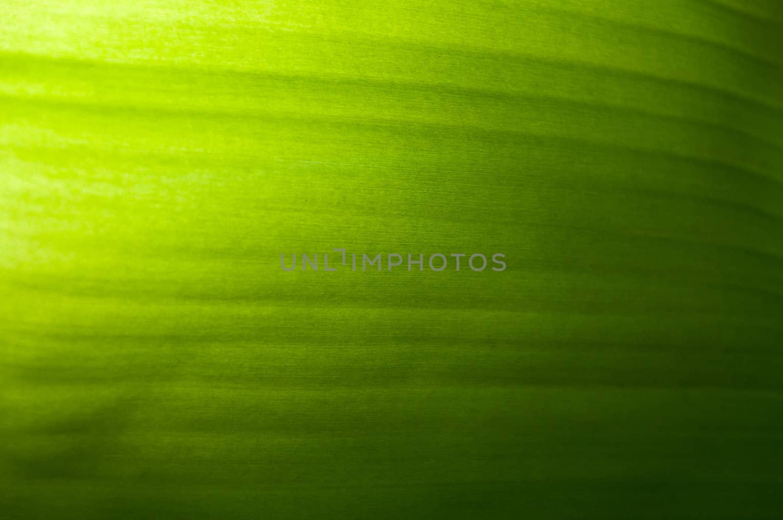 Banana Leaf Background Effect