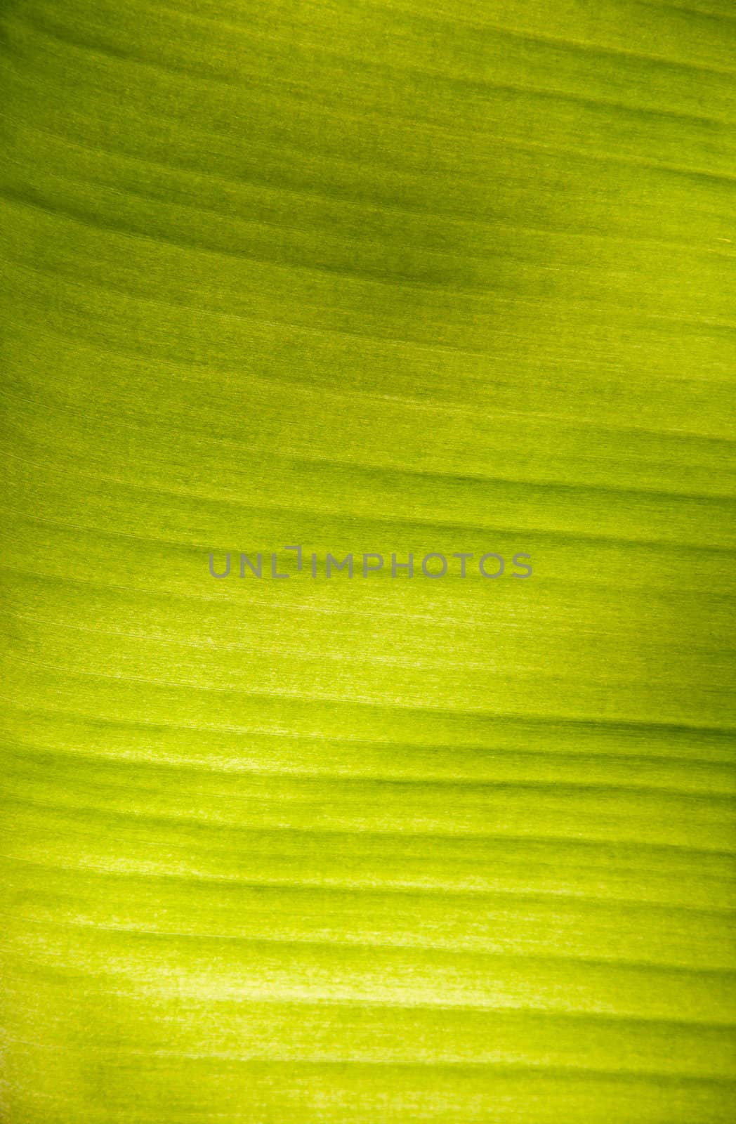 Banana Leaf Background Effect