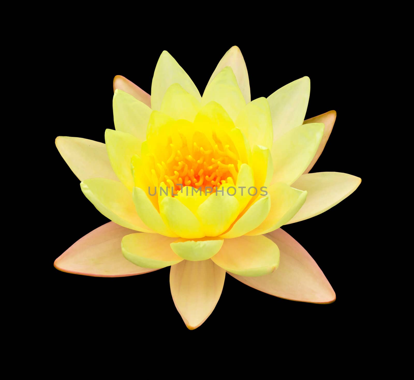 yellow lotus isolated