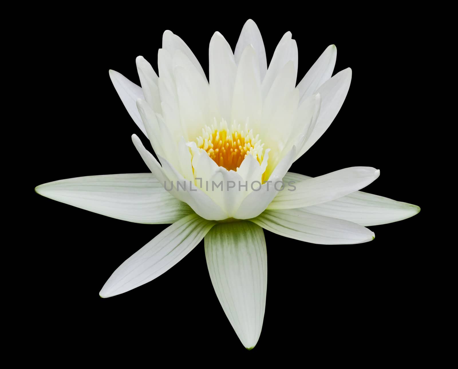 white water lily isolated