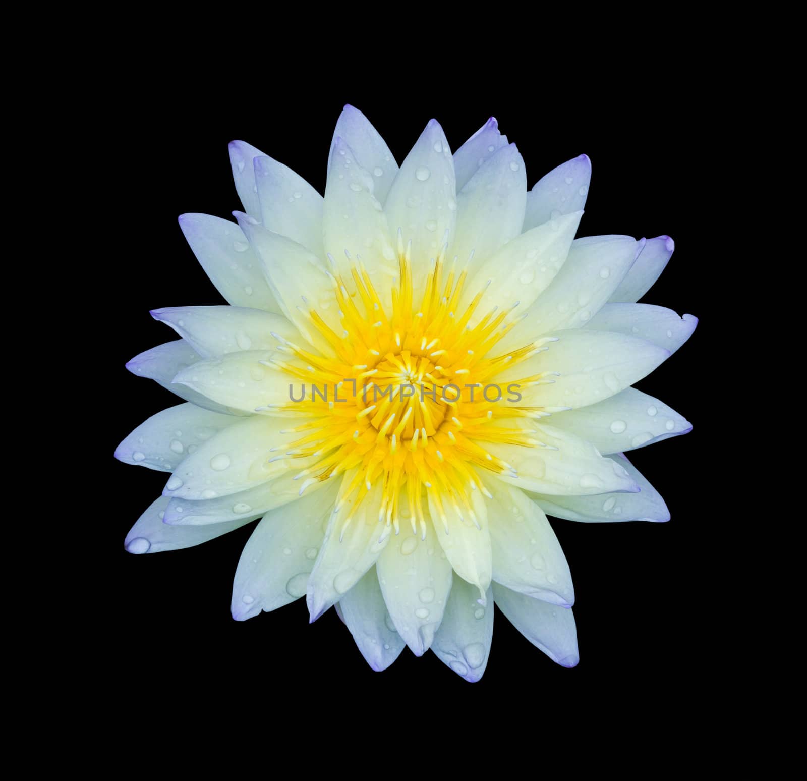 light blue lotus isolated by tungphoto
